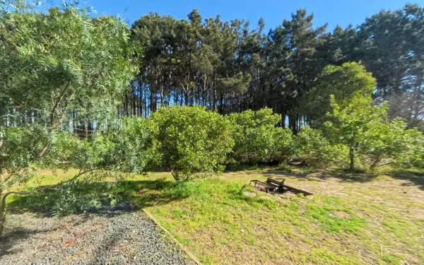 El terreno con pasto y el monte de pinos